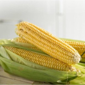 Resim Ata Tohumları Geleneksel Kebablık Mangallık Tatlı Şeker Mısır Tohumu 20 Tohum 