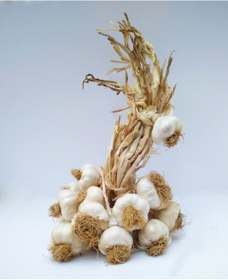 Resim Yörece Kastamonu Taşköprü Sarımsak Büyük Boy 1 KG 