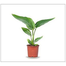 Resim Mini Saksıda Starliçe Cennet Kuşu Çiçeği 15-25 Cm 