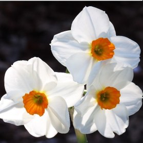 Resim Geranium Narcissus Nergis Çiçeği Soğanı 3 Adet 