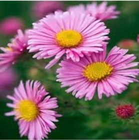 Resim 100 Adet Tohum Organik Dilber Kirpiği Çiçeği Tohumu Mezarlık Kabi 