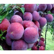 Resim Açık Köklü Formasa Erik Fidanı 