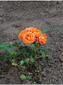 Resim Videolu Turuncu Pompon Gül Fidanı 10-15 Cm Saksılı/Tüplü Yediveren Gül Aşılı Güller (Orange Rose) 