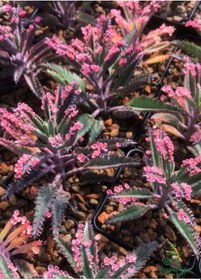 Resim Sevilen Özel Tür Pembe Renk Aşkın Gözyaşı Çiçeği 1 Adet Saksılı 