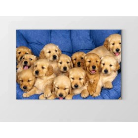 Resim Deniz Çerçeve Sevimli Köpekler Tablosu-Çerçevesiz - 40 x 60 
