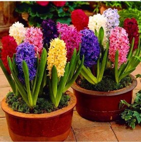 Resim Karışık Renkli Sümbül Mixed Hyacinth Soğanı 6 Adet 