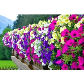 Resim Karışık Petunya Çiçeği Tohumu 100+ Tohum N114107 