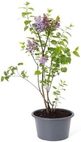 Resim Leylak Ağacı Fidanı 1 Adet Saksılı/Tüplü 30-60Cm Dış Mekan Bitkisi 