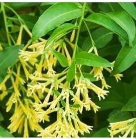 Resim Videolu Mis Kokulu Melisa Kolanya Çiçeği Fidanı 40-60 Cm Saksılı Çiçekli Bodur Cestrum Nocturnum 