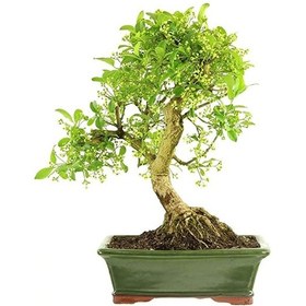 Resim Bonsai Taflan Seti Fidan+Bonsai Saksı+Toprak +Bitki Besini 