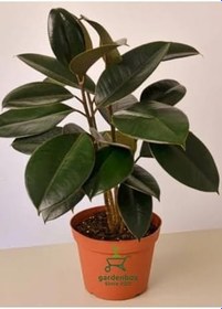 Resim Mini Boy Kauçuk Fidanı 2'li Dikim 20-45Cm Saksılı Salon Çiçeği(Ficus Elastica), GDB15112024NA17 