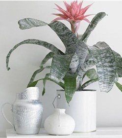 Resim Eşmeya – Kupa Çiçeği (Aechmea) 