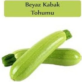 Resim 50 Adet Tohum Organik Hasat Hobi Bahçe Beyaz Kabak Tohumu 