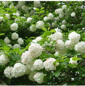 Resim Çınar Kartopu Çiçeği 50 80 Cm Tüplü 