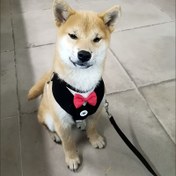 Resim Küçük Köpekler için Yelek Tarzı Köpek Tasmaları Teddy Bear Pomeranian Göğüs Koşum Yavru Köpek Yürüyüş Tasmaları Köpek Zinciri 