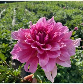 Resim Dev Çiçekli Otto'S Thrill Dahlia Yıldız Çiçeği Yumrusu 1 Adet 