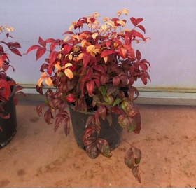 Resim 10 'lu Cennet Bambusu-nandina Fidan Paketi 