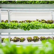 Resim Vkemall Bitki Büyüme Led Işığı: 24 Saat Zamanlayıcı, 4 Parlaklık Seviyesi, Usb Bağlantı, 30cm Kırmızı-sıcak Işık Kırmızı - Sıcak 