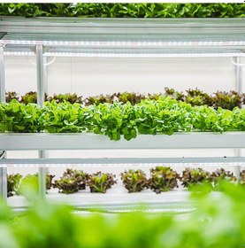 Resim Vkemall Bitki Büyüme Led Işığı: 24 Saat Zamanlayıcı, 4 Parlaklık Seviyesi, Usb Bağlantı, 30cm Kırmızı-sıcak Işık Kırmızı - Sıcak 