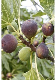 Resim 5 Adet - Durdane Bursa Siyahı Siyah İncir Fidanı 3 Yaş 