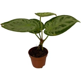 Resim Anthurium 'Silver Blush' 