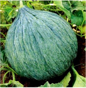 Resim Sulu Hasanbey Kavun Tohumu 10 Gram 1 Set 