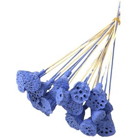 Resim 20 Adet Bambu Şiş Saplı Mini Lotus Çiçeği Plant Saks Mavi Gerçek Lotus 