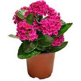 Resim Pembe Kalanşo Çiçeği 10 Adet 