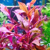 Resim Alternanthera Sessilis Akvaryum Bitkisi,Canlı Bitki 5 Dal 