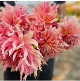 Resim Xxl İri Çiçekli Penhill Watermelon Dahlia Yıldız Çiçeği Soğanı Yumrusu 1 Adet 