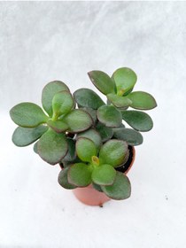 Resim Nura Botanik Crassula Ovata Sukulent Para Ağacı Şans Bitkisi 5.5 cm Saksıda 