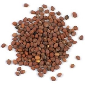 Resim Aktar Store Kırmızı Turp Tohumu 1 Kg 