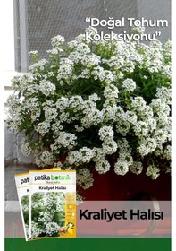 Resim 100 Adet Kraliyet Halısı Çiçek Tohumu 