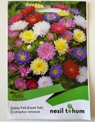 Resim Kasımpatı Çiçek Tohumu SaraypatıKasım Patı 50 Adet 