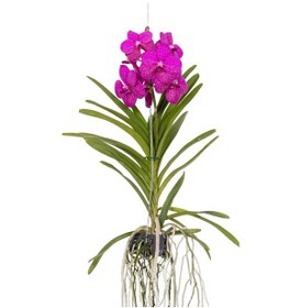 Resim Vanda Tayanee 'cerise' Vanda Orkide 