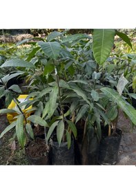 Resim Aşılı Alphonso Mango Fidanı - 2 Yaş - Tüplü 60-70 Cm - Saksıda Yetişmeye Uygun Dünyanın En Tatlı Mangosu 