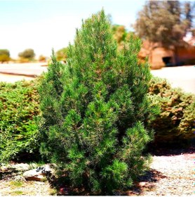 Resim Elder Çamı Fidanı 5 Adet - Pinus Elderica 30-40 Cm 