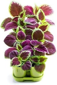 Resim Yaprak Güzeli Kolyos Çiçeği 10 Adet Saksılı (Coleus), GDB140624NA26 