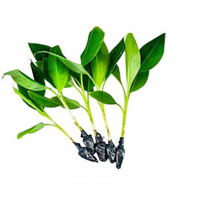 Resim Muz Fidesi Alata Azman - 5 Adet (Mini Boy 15 - 20cm) 