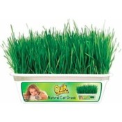 Resim Quik Kedi Çimi 