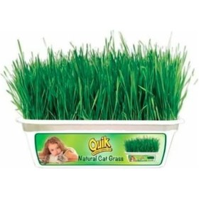 Resim Quik Kedi Çimi 