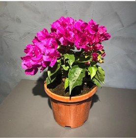 Resim Bodur Begonvil Çiçeği 