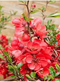 Resim Videolu Bol Çiçekli Yörük Gelini Ağacı Fidanı 1 Adet 40-70Cm (Japanese Quince) Süs Bitkisi 