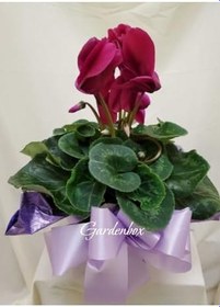 Resim Öğrtmenler Günü Hediyesi Bordo Sıklamen Çiçeği(Cyclamen) Hediye Paketli 