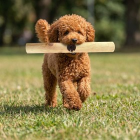 Resim %100 Doğal Zeytin Ağacı Küçük Orta Büyük Irk Köpek Diş Kaşıma ve Kemirme Oyuncağı 