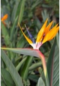 Resim Ragina Starliçe Cennet Kuşu Çiçeği 