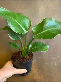 Resim Starliçe Turna Gagası Cennet Çiçeği 1 Adet Saksılı 25-40Cm, SRD30012025BYB609 