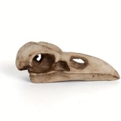 Resim Vintage Tarzı Karga Kafatası Reçine Koleksiyon Figürini - Gotik Cadı Karga Kafatası için Halloween, Paskalya, Sevgililer Günü, Baba Günü, Ölüler Günü - İç Mekan ve Dış Mekan Kullanımı için Çok Yönlü Dekorasyon 