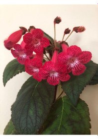 Resim Özel Tür Ni's Kiira Kohleria Japon Küpelisi Çiçeği Fidesi Mini Pot 