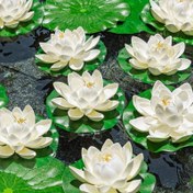 Resim Lotus Çiçekleri ve Nilüfer Yaprakları için 1/3/6 Adet Yüzen Köpük - Bahçe, Balık Tankı, Düğün, Ev & DIY Ofis Dekorasyonu için Gerçekçi Yapay Havuz Süslemesi (Beyaz) - Doğum Günleri, Mezuniyetler, Festivaller İçin 